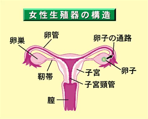 女性人体|女性生殖器の構造